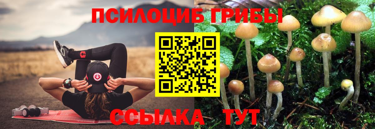 Псилоцибиновые грибы Cubensis Истра